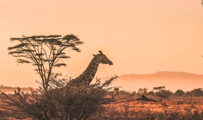 How to Find the Best Uganda Safari Tours for October
