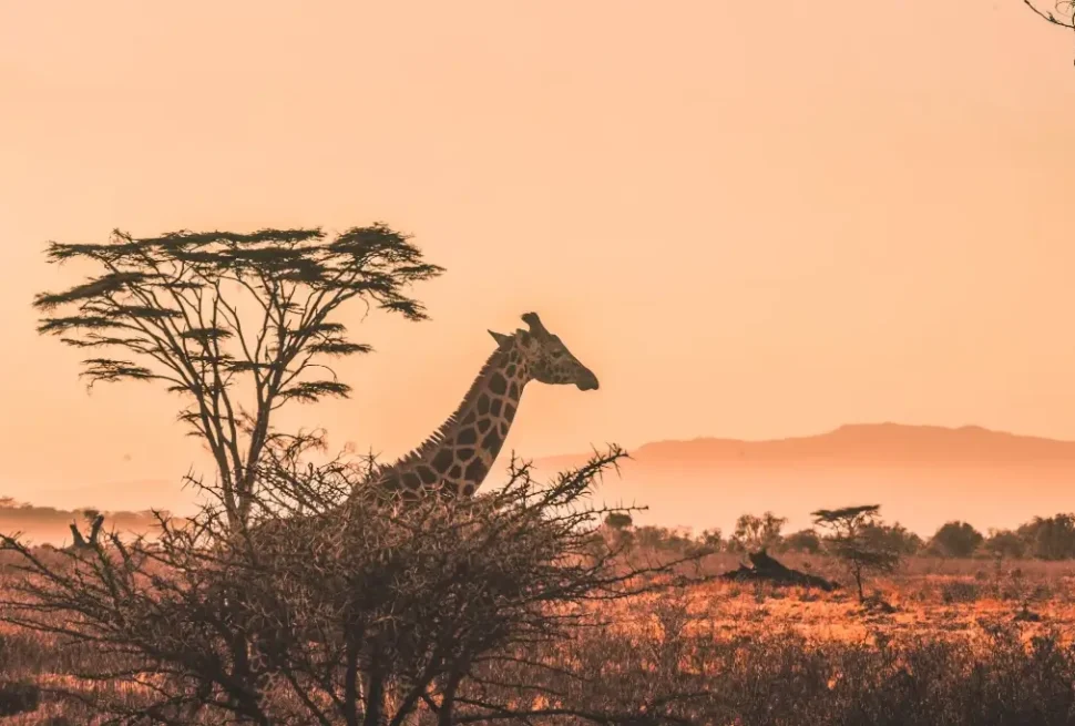 Best Uganda Safaris for October