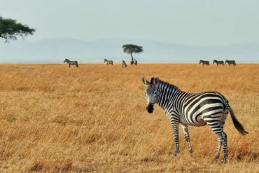 solo Uganda Safari tours