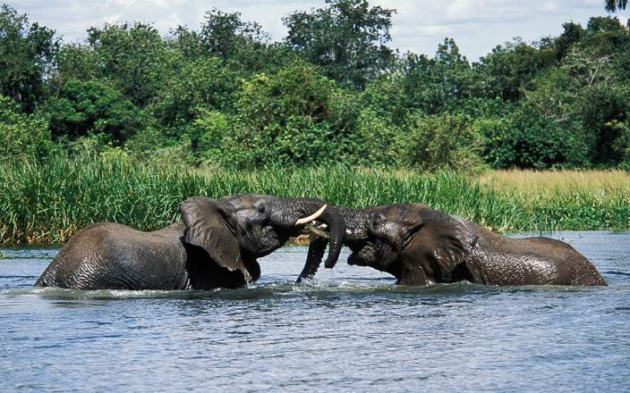 African Elephants