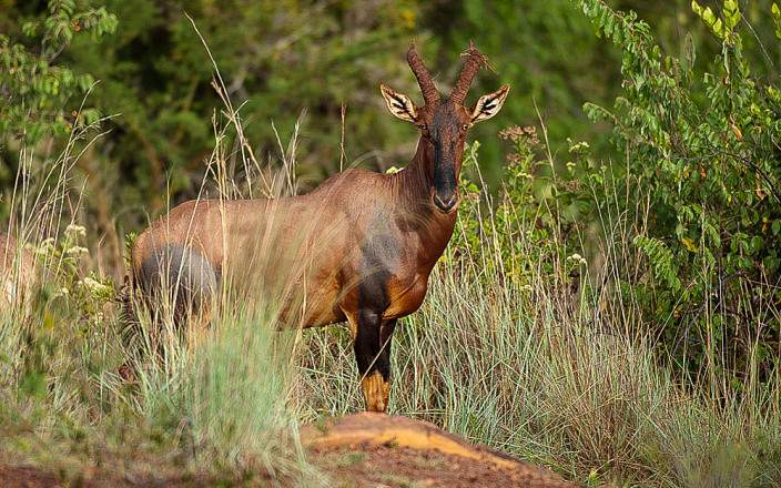 Akagera_National_Park_015