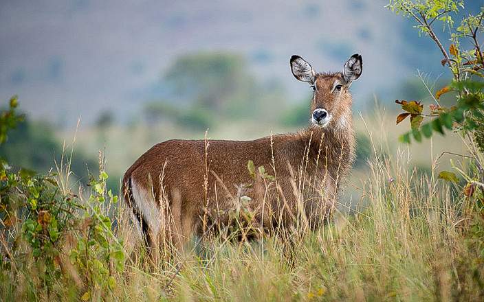 Akagera_National_Park_016