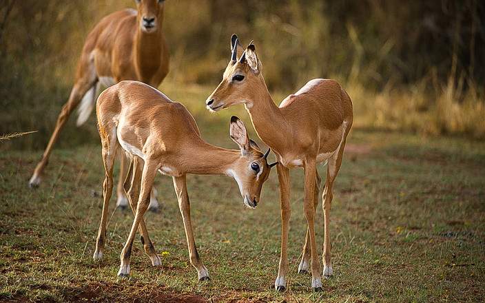 Akagera_National_Park_017