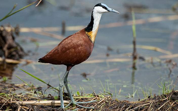 Akagera_National_Park_023