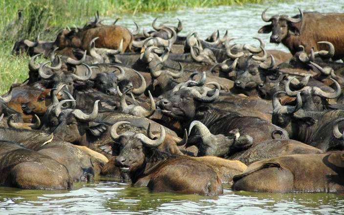 Buffalos in Kazinga Channel