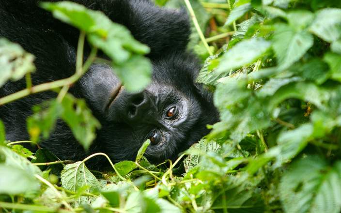 Bwindi_Impenetrable_National_Park_009