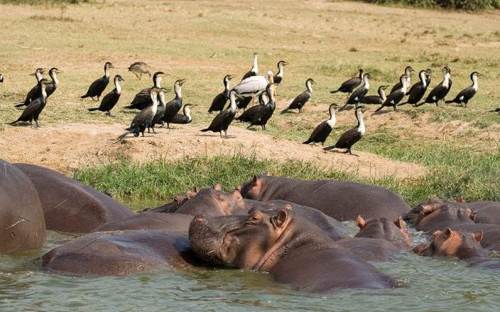 Hippos and cormorants