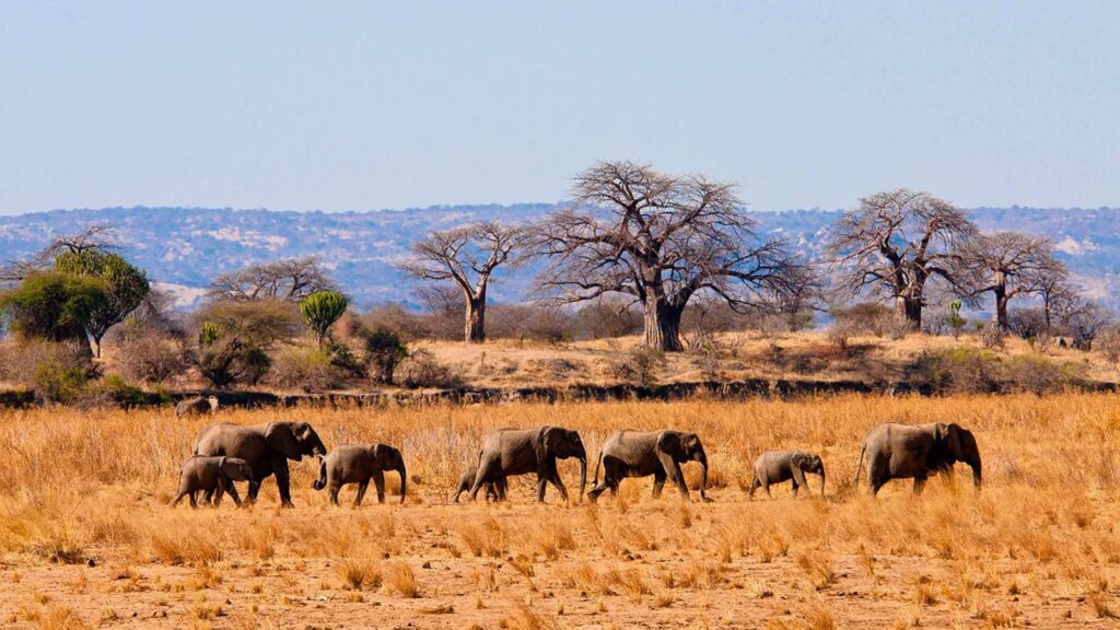 Tarangire-National-Park