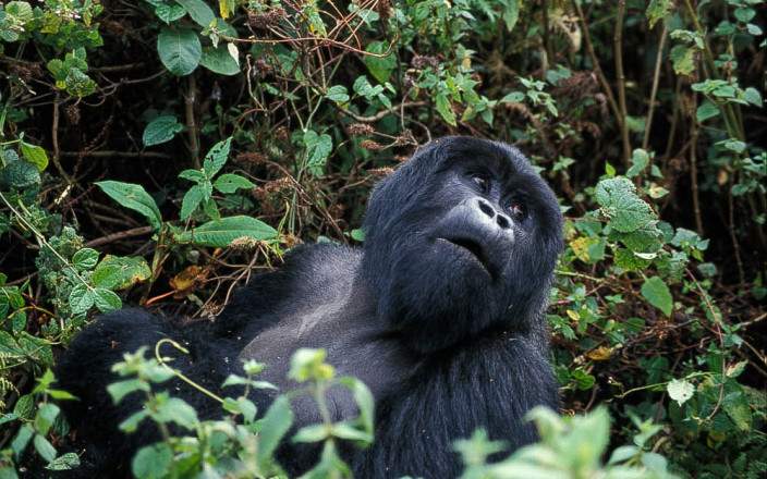 Volcanoes_National_Park_009