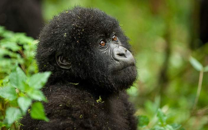 Volcanoes_National_Park_034