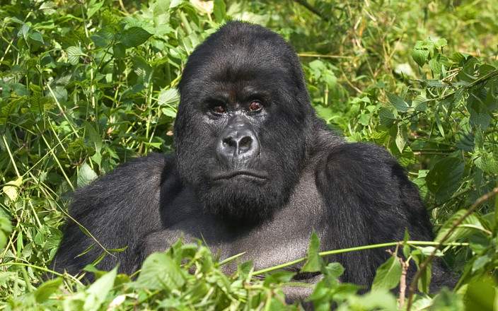 Best Time to Go on a Gorilla Trekking Safari