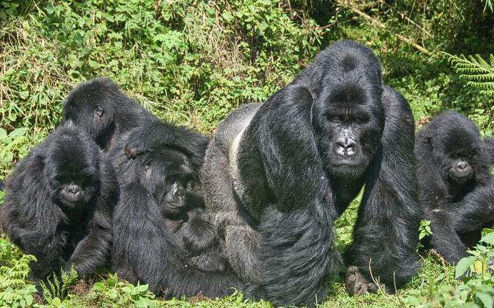 Volcanoes_National_Park_073