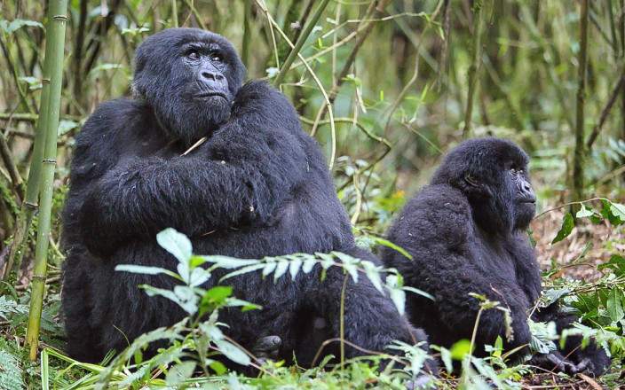 Volcanoes_National_Park_078