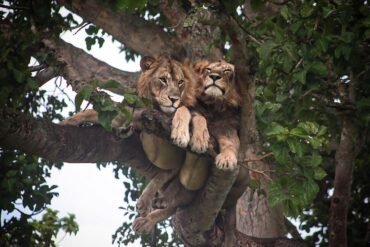 guided safari tour in Uganda during December, observing wildlife in lush, green landscape