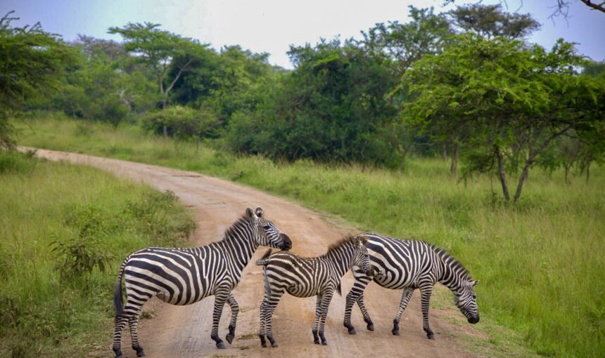 Exploring the Wilderness: A Comprehensive Guide to Lake Mburo National Park