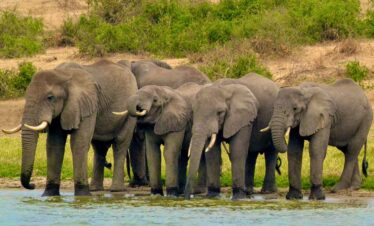 Elephants grazing in the wild during a Uganda safari Africa