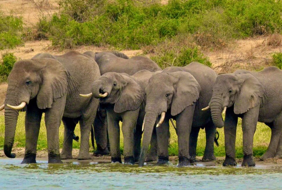 Elephants grazing in the wild during a Uganda safari Africa