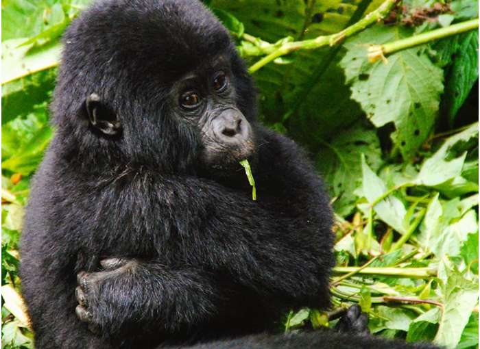 Why Gorilla Trekking Safaris Tours Are Special