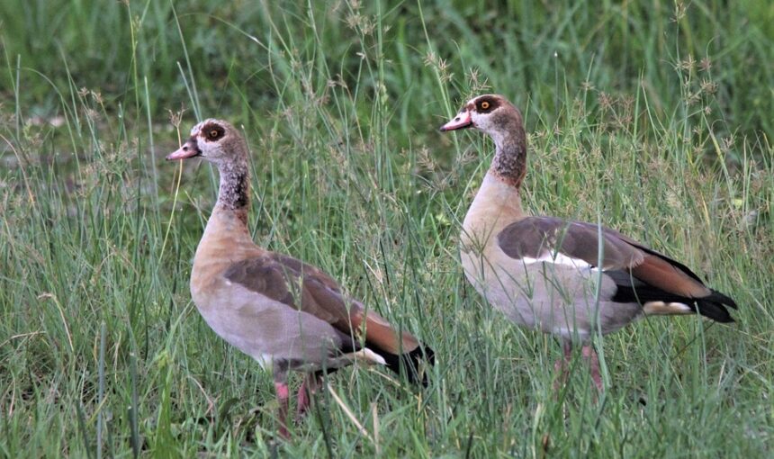 Top 10 Bird Watching Destinations in Uganda