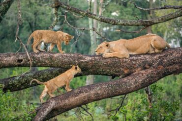 Lions resting on a tree in Queen Elizabeth National Park, Uganda safari