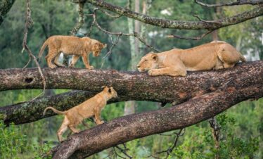 Lions resting on a tree in Queen Elizabeth National Park, Uganda safari