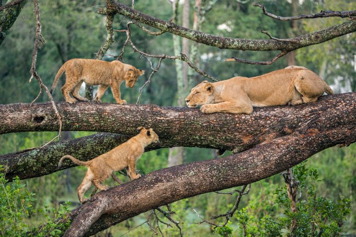 Where to see lions on a Uganda safari tour