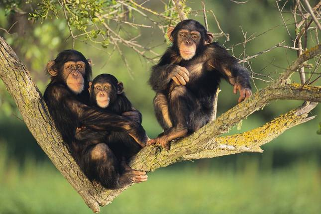 Chimpanzee Trekking Safaris Tours in Uganda