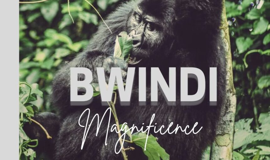 History and Facts of Bwindi Impenetrable National Park