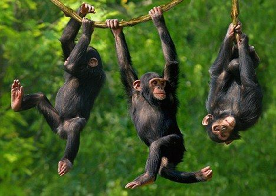 Chimpanzee group  displaying social hierarchy in Kibale National Park