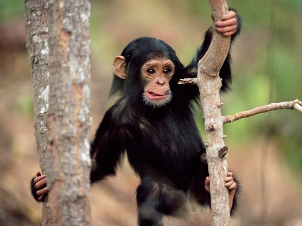 Chimpanzee in Kibale Forest National Park, Uganda