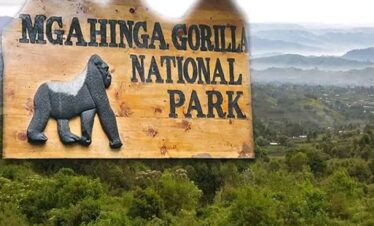 Mountain gorilla in Mgahinga Gorilla National Park, Uganda