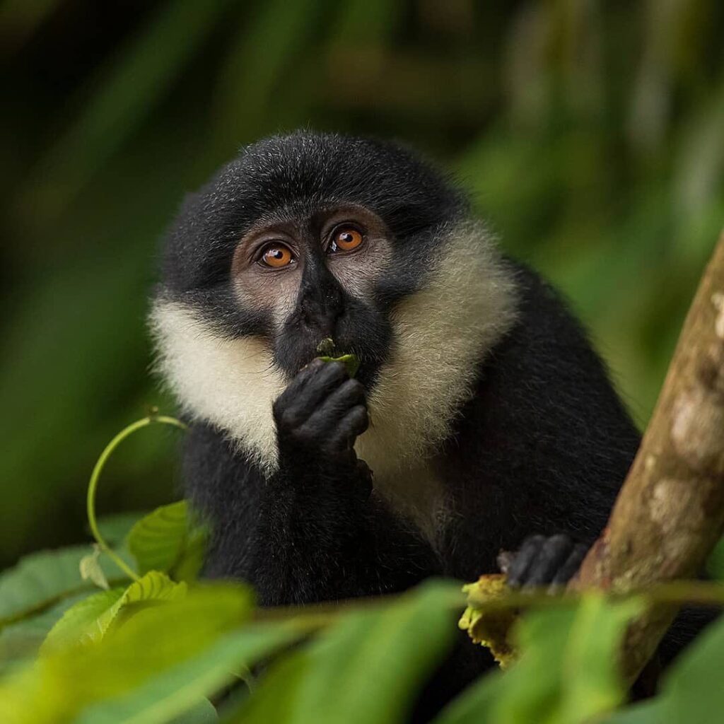 "Golden monkey in Mgahinga Gorilla National Park, Uganda"