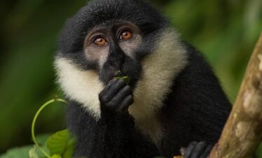 "Golden monkey in Mgahinga Gorilla National Park, Uganda"