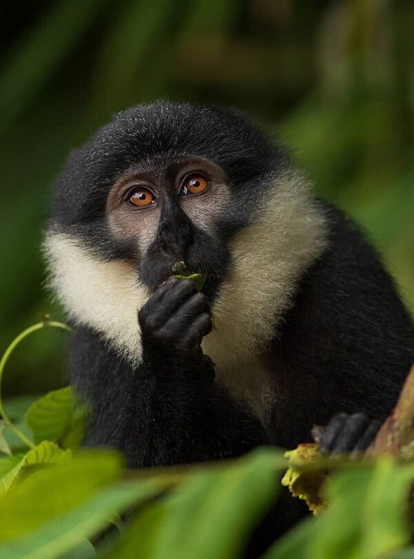 "Golden monkey in Mgahinga Gorilla National Park, Uganda"