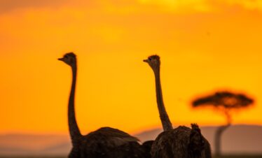 Birding Uganda Safari