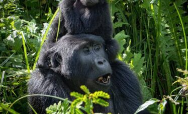 Gorilla family in Bwindi Impenetrable Forest, Uganda