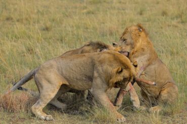 “Languages spoken for Gorilla and wildlife safaris in Uganda including English, Luganda, Runyankore, Rukiga, and French