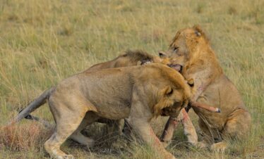 “Languages spoken for Gorilla and wildlife safaris in Uganda including English, Luganda, Runyankore, Rukiga, and French