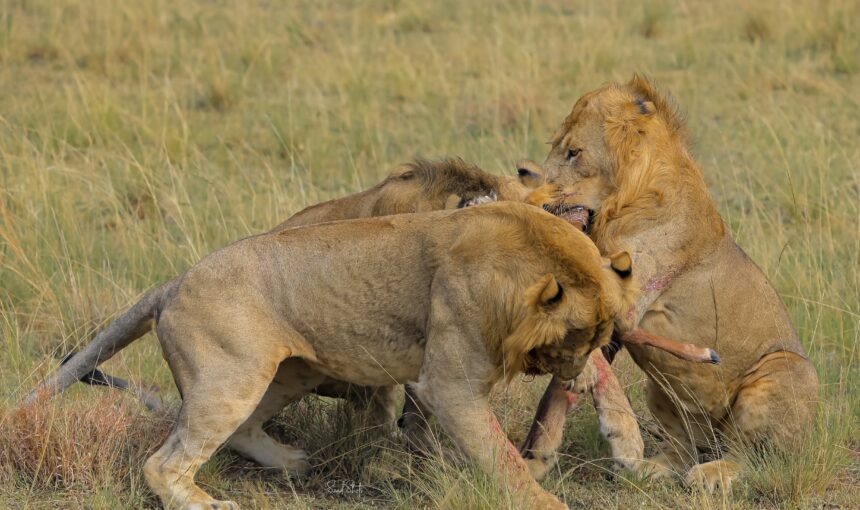 What language is spoken for Gorilla and wildlife Safaris in Uganda