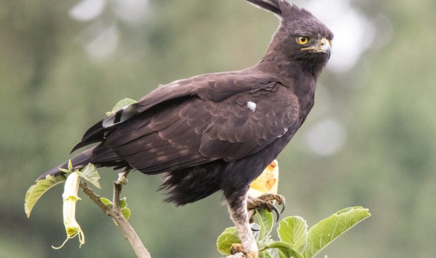 Bird Watching Safari Tours in Uganda: A Comprehensive Guide