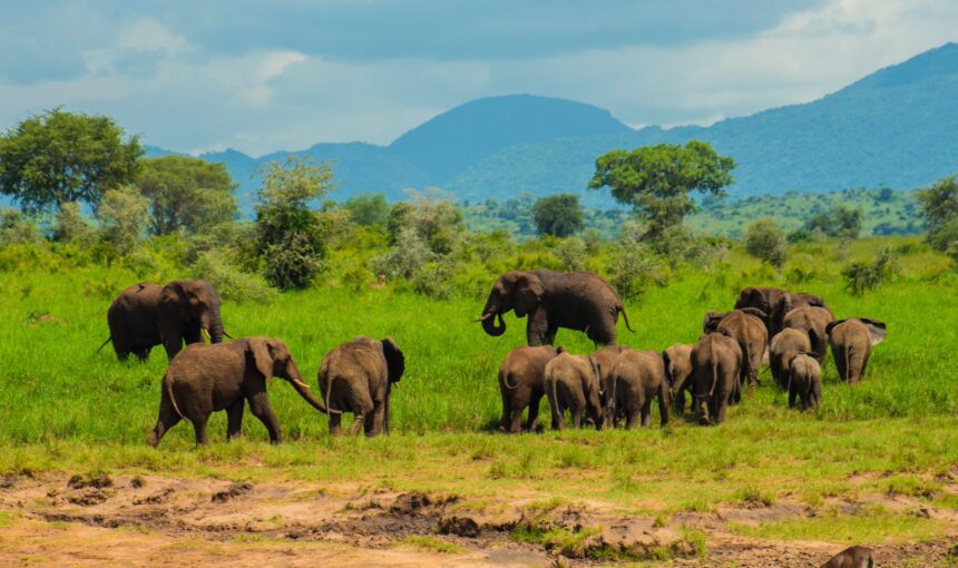 Top 3 Uganda National Parks to Visit for Safari