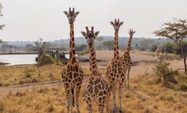 Safari tour vehicle driving through Lake Mburo National Park, Uganda with wildlife in the background