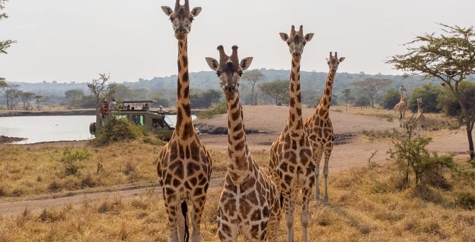 Safari tour vehicle driving through Lake Mburo National Park, Uganda with wildlife in the background