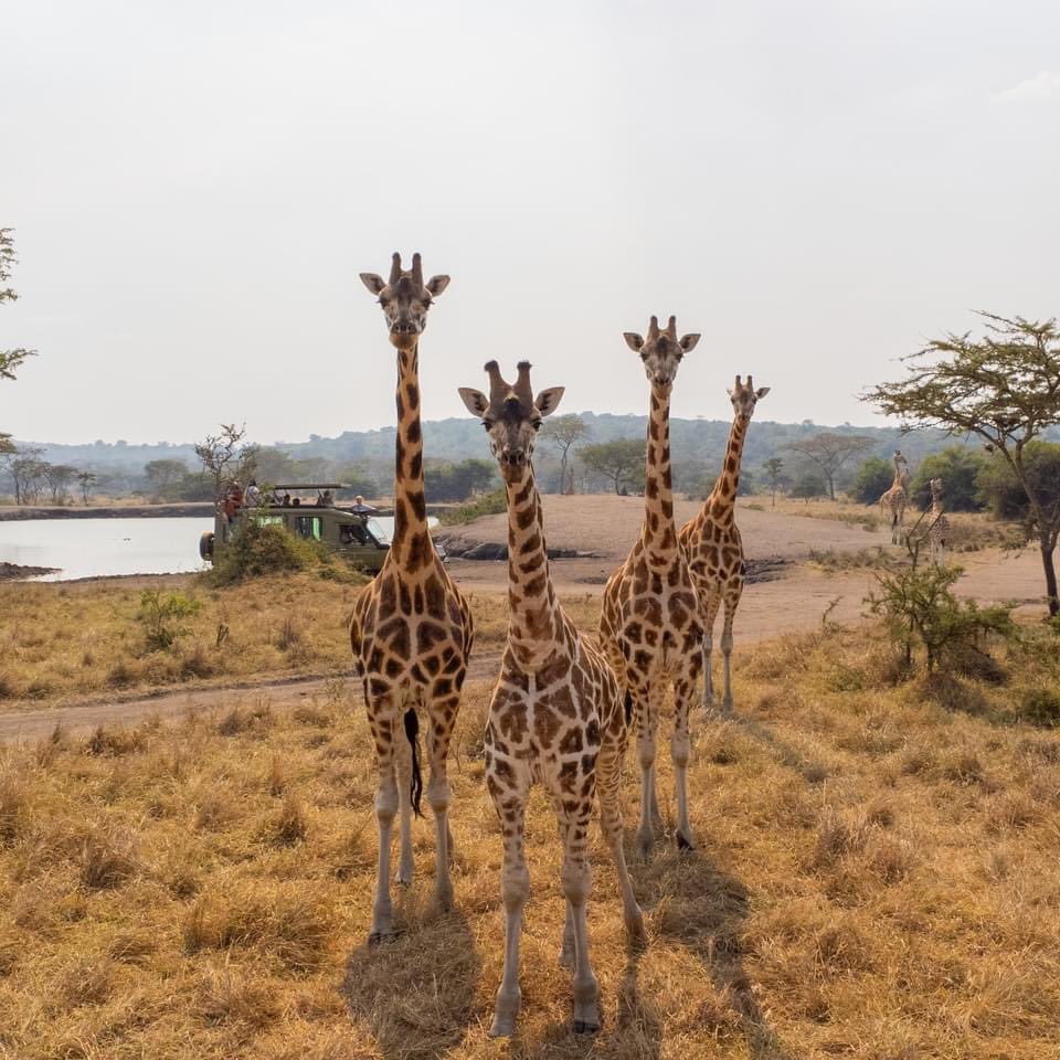 Safari tour vehicle driving through Lake Mburo National Park, Uganda with wildlife in the background