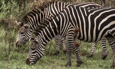 Kidepo Valley National Park