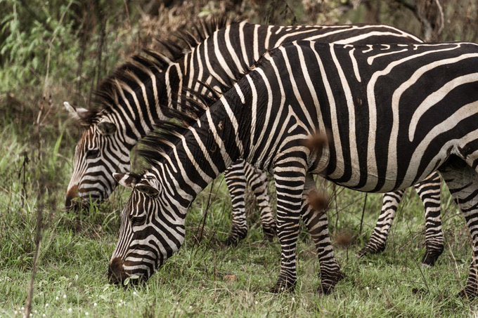 Kidepo Valley National Park