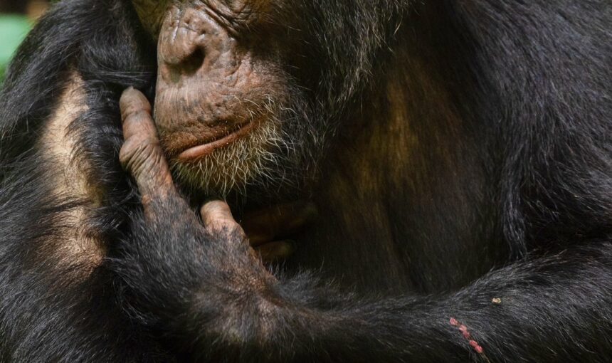 Uganda Chimpanzee Trekking in Kibale National Park.