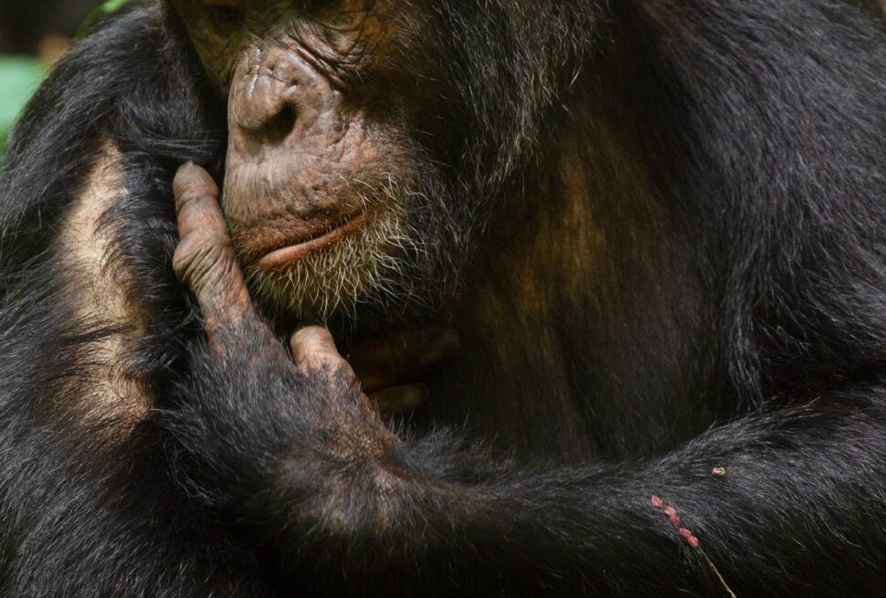 Group of chimpanzees in Kibale National Park's dense forest during a trekking safari