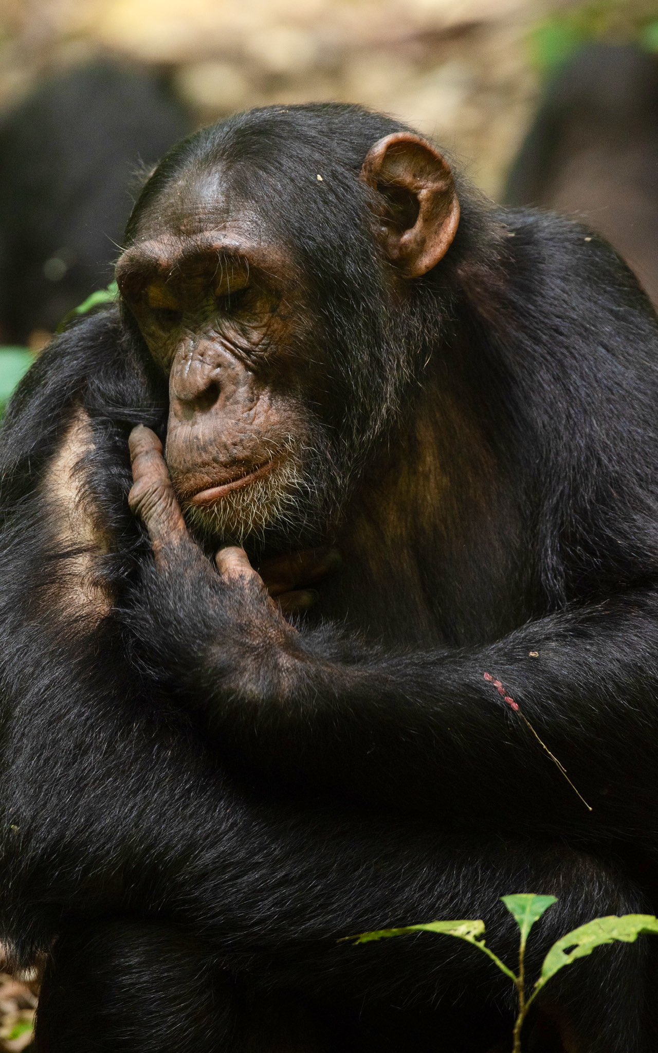 Group of chimpanzees in Kibale National Park's dense forest during a trekking safari