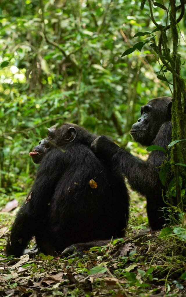 Chimpanzee trekking safari in Kibale National Park: Group of primates in the forest